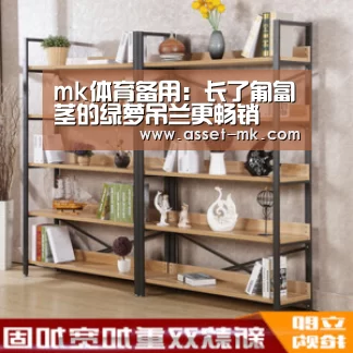 mk体育备用:长了匍匐茎的绿萝吊兰更畅销(图4) mk体育备用
