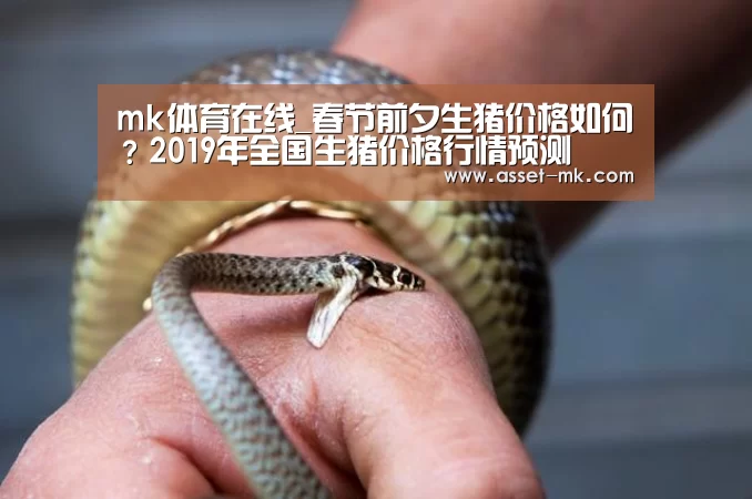 mk体育在线_春节前夕生猪价格如何?2019年全国生猪价格行情预测(图1) mk体育官网